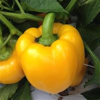 Fortress Yellow Pepper