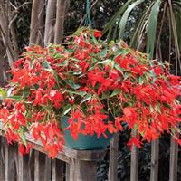 Bossa Nova Red Shades Begonia