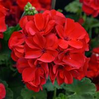 Solera™ Red Interspecific Geranium
