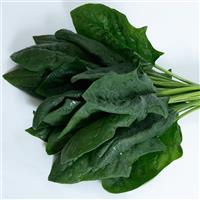 Imperial Valley Spinach