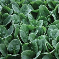 Seaside Spinach