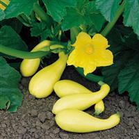 Early Summer Crookneck Squash