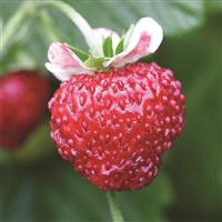 Mignonnette Strawberry