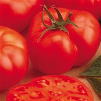 Beefmaster Tomato