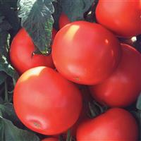 Biltmore Tomato