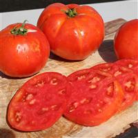 Florida 91 Hybrid Tomato