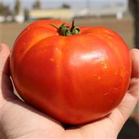 Florida 91 Hybrid Tomato