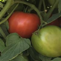 Galahad Tomato