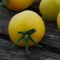 Hartman’s Yellow Gooseberry Tomato