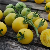 Hartman’s Yellow Gooseberry Tomato