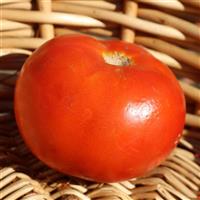 Heatmaster Tomato
