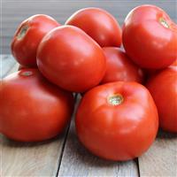 Jamestown Tomato