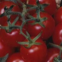 Red Cherry Large Tomato