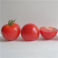Red Racer Tomato