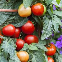Summerlast Tomato