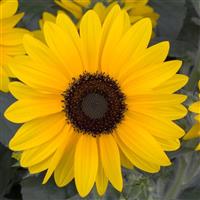 Sunfinity Yellow Dark Eye Sunflower