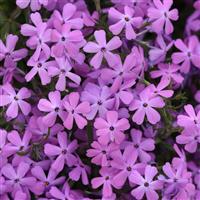 Phlox hybrida Spring Splash™ Lilac
