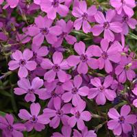Phlox hybrida Spring Splash™ Violet