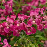 AngelFlare™ Orchid Pink Angelonia