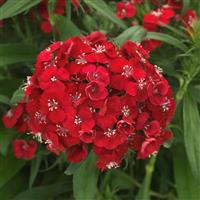 Dart™ Scarlet Dianthus