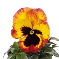 Delta Pro Fire Pansy