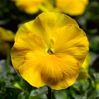 Delta Pro Clear Yellow Pansy