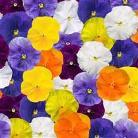 Delta Pro Clear Colors Mix Pansy