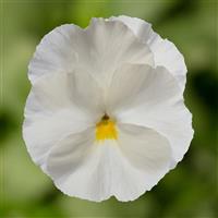 Delta Pro Clear White Pansy