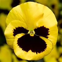 Delta Pro Yellow with Blotch Pansy