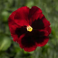 Delta Pro Red with Blotch Pansy