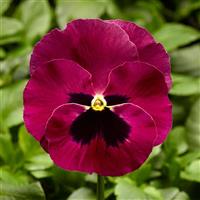 Delta Pro Rose with Blotch Pansy