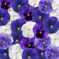 Delta Pro Cool Waters Mix Pansy