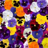 Delta Pro All Colors Mix Pansy