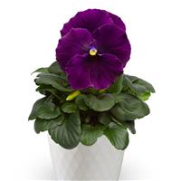 Delta Pro Clear Violet Pansy