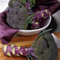 Purple Magic Broccoli