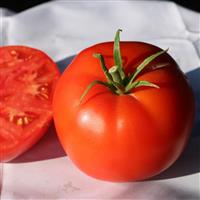 Jetsetter Tomato