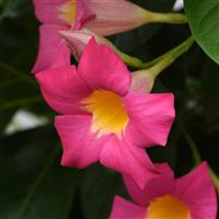 Tropica™ Unico Pink + Yellow Dipladenia