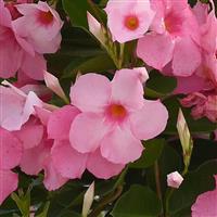 Tropica™ Grandiosa Rose Pink Mandevilla