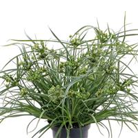 Abby Grass Cyperus glaber