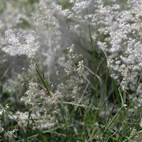 Silver Queen Grass Melinis minutiflora