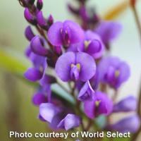 Hardenbergia Walkabout Purple