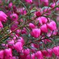 Boronia Mother's Day