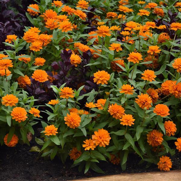 Double Zahara™ Bright Orange Zinnia - Landscape