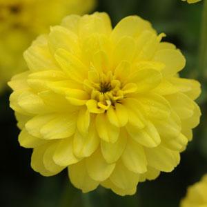 Double Zahara™ Yellow Zinnia - Bloom