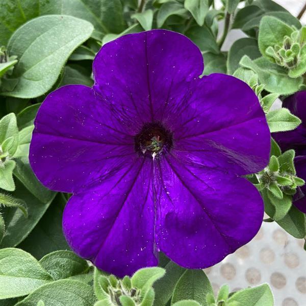 Headliner™ Blue Petunia - Bloom