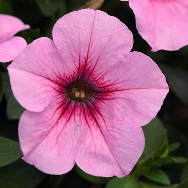 Headliner™ Pink Vein Petunia - Bloom