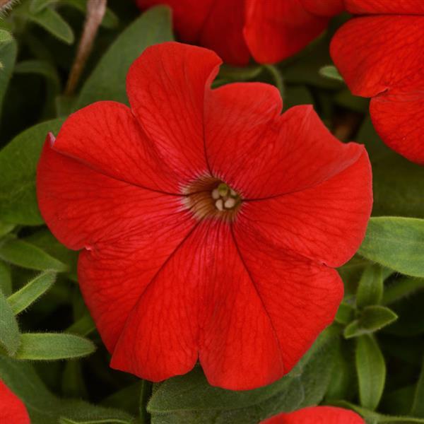 Headliner™ Red Petunia - Bloom