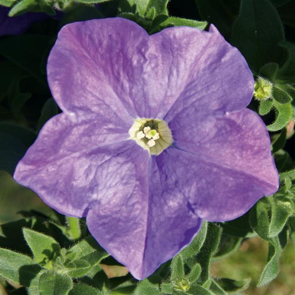 Headliner™ Sky Blue Petunia - Bloom