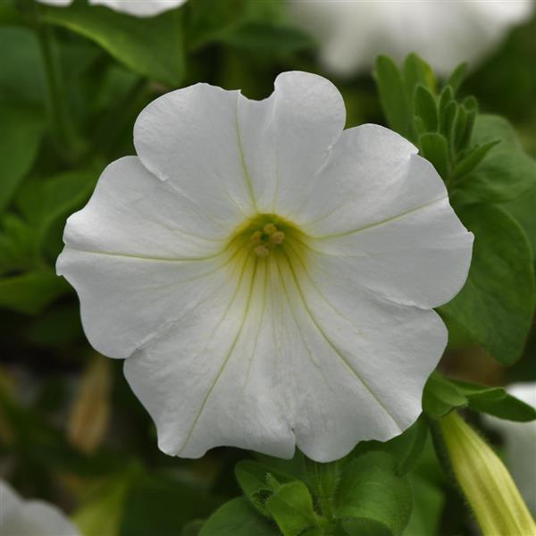 Headliner™ White Petunia - Bloom