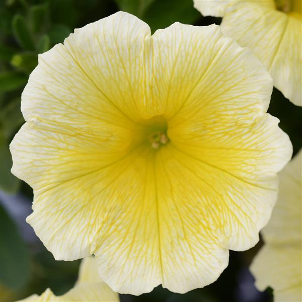 Headliner™ Yellow Petunia - Bloom